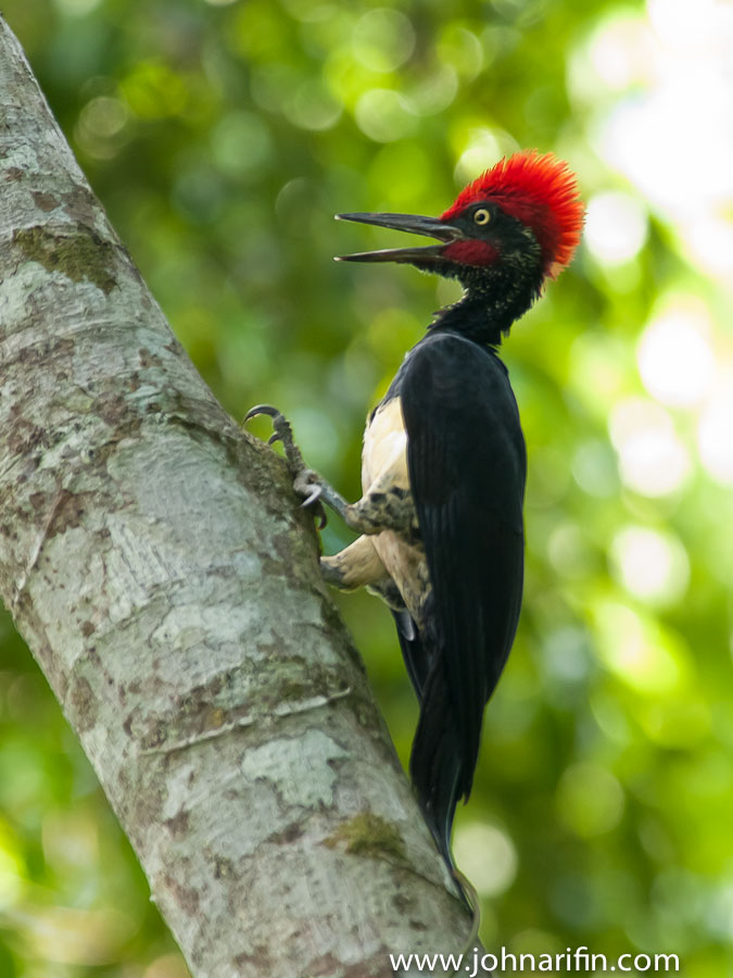 White-bellied Woodpecker