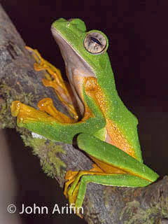 Wallace Flying Treefrog, Borneo