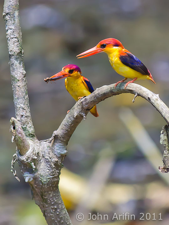A pair of Oriental Dwarf Kingfisher