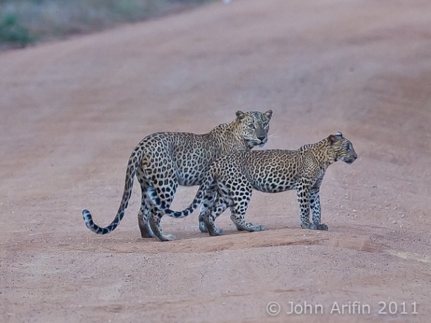 Sri Lanka Leopard and cub at Yala National Park