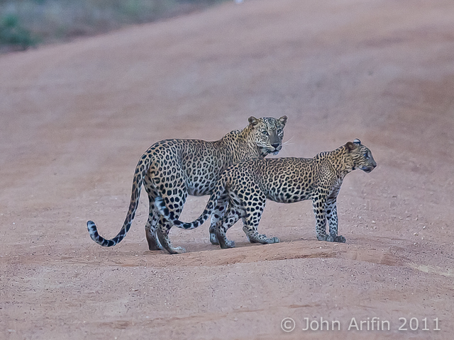 Sri Lanka Leopard and cub at Yala National Park