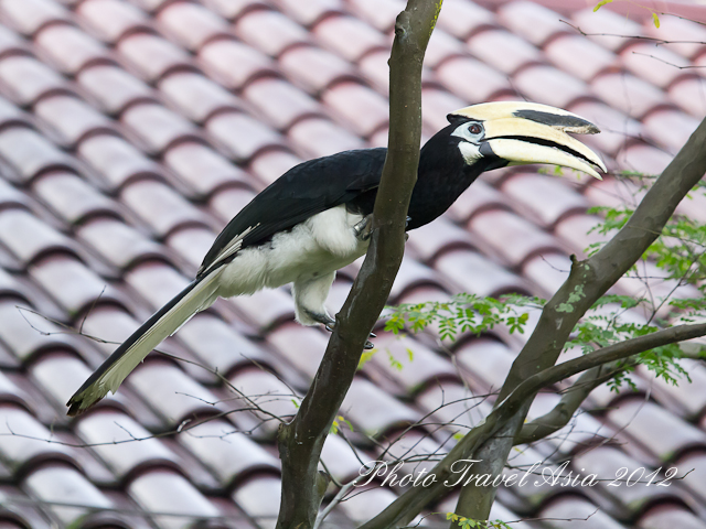 Southern Pied Hornbill @ Orchard Road SIngapore