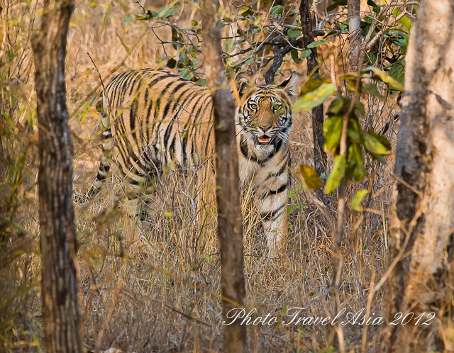 International & Global Tiger Day July 29 At the turn of 1900, there were estimated 100,000 tigers worldwide. Today, they were estimated only 5000 tigers in the world. Almost 95 % of them had perished in the last 100 years. The future for tiger will look bleak if no conservation effort is made. The International or Global Tiger Day on July 29 is to bring the awareness for wild tigers all around the world. In 2007, we visited Bandhavgarh and Kanha National Park in Central India. The Royal Bengal Tiger is the essence of Indian wildlife and the ultimate big cat that once roamed in large numbers all over Asia. Tiger is a symbol of power and beauty. If you are lucky, you may catch a glimpse of it before it disappears into the jungle. You can read up more about our trip to photograph tigers on Asian Geographic Magazine Issue 10/2007 or click to this link about the two two parks we visited. I urge you to see tiger in the wild at least once in your life time. It was one of the most beautiful experience we had ever encountered. Remember to protect tigers through the International Global Tiger Day July 29.
