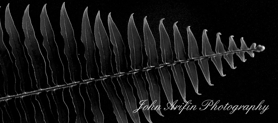 3 day short course in Macro & closeup photography workshop in SIngapore