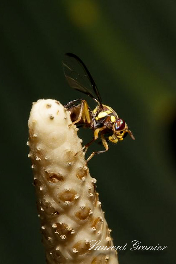 3 day macro photography workshop SIngapore
