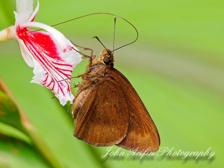 3 day macro photography workshop Singapore