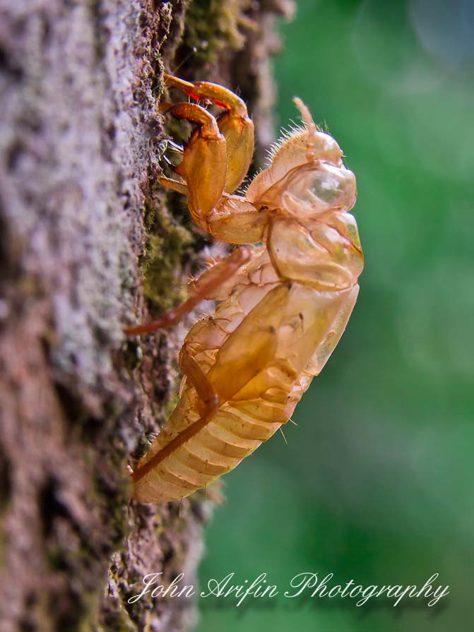 3 day macro photography workshop Singapore