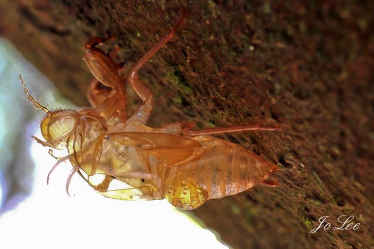 3 day macro photography workshop SIngapore