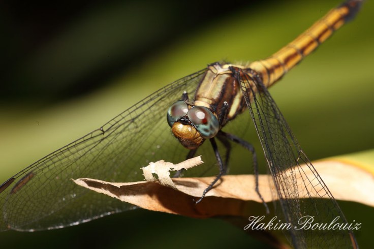 3 day macro photography class Singapore