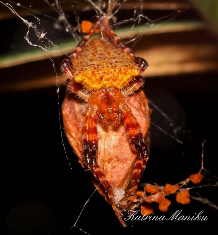 3 day macro photography class Singapore