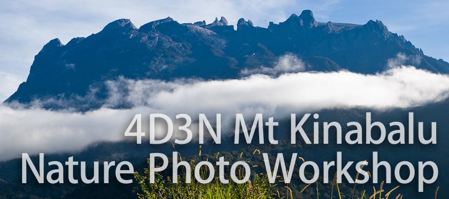 4D3N Nature Photography Mount Kinabalu Borneo Workshop