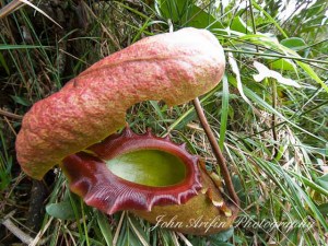 4D3N Nature Photography Mount Kinabalu Borneo Workshop