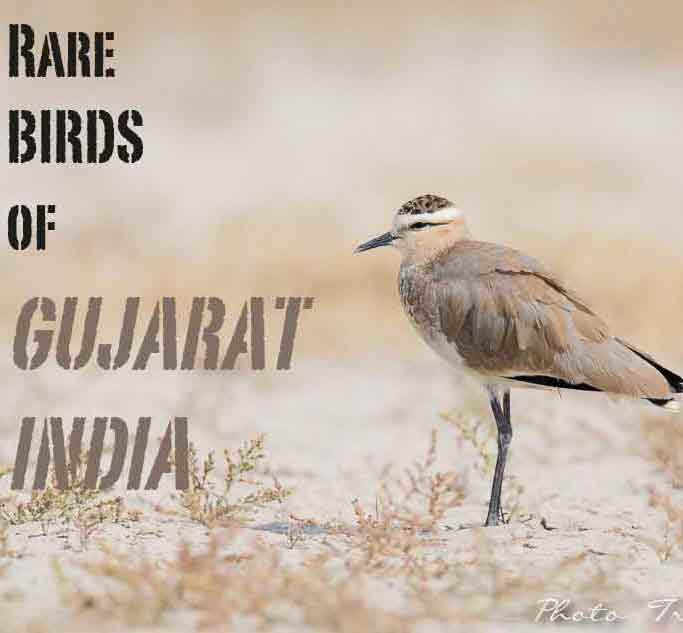 3rd Global Birdwatcher's Conference Kutch Gujarat India