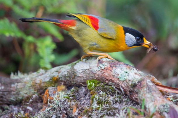Photographing Birds of Frasers Hill- Silver-eared Mesia.