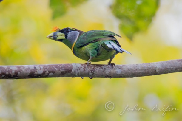 Photographing Birds of Frasers Hill- Fire Tufted Barbet
