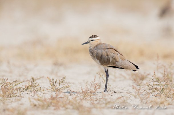 Birding and photographing Birds in Kucth Gujarat, India
