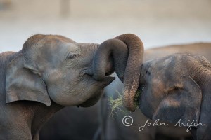 Bird watching, bird photography Sri Lanka