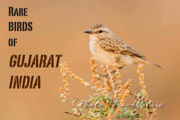 Bird watching in Kutch, Gujarat India- Stoliczka's Bushchat