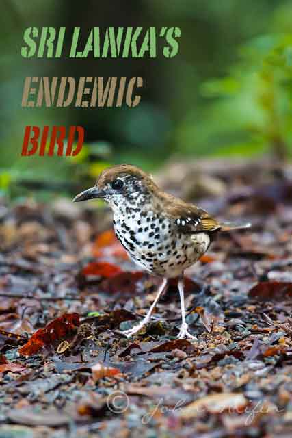 Bird watching and bird photography Sri Lanka