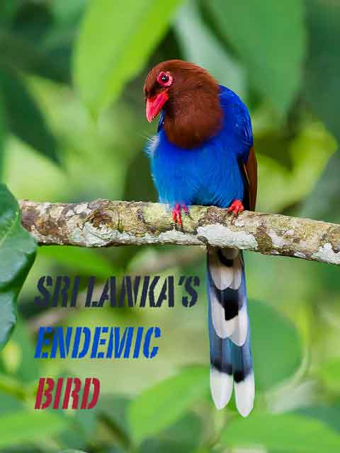 Bird watching, bird photography Sri Lanka