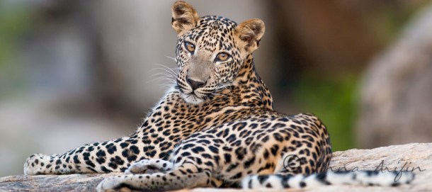 Leopards. Wildlife photography workshop Sri Lanka