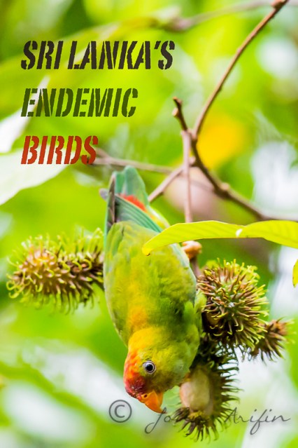 Bird watching, bird photography Sri Lanka