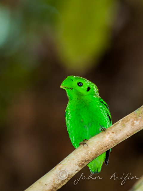 Bird Watching in Sarawak Borneo
