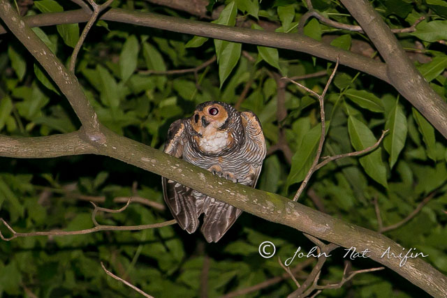 Spotted wood owl singapore