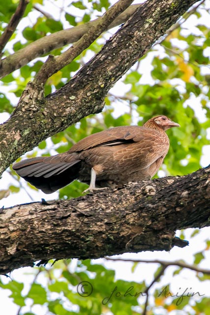 Red Junglefowl in Orchard Road, Singapore