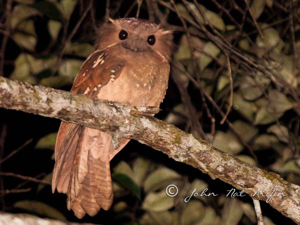 First image of Dulit Frogmouth