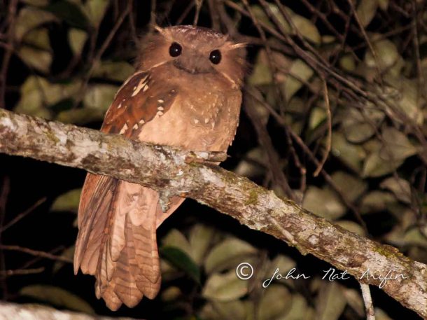 First image of Dulit Frogmouth 