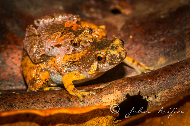 Tiny Frog of Kubah Sarawak Borneo