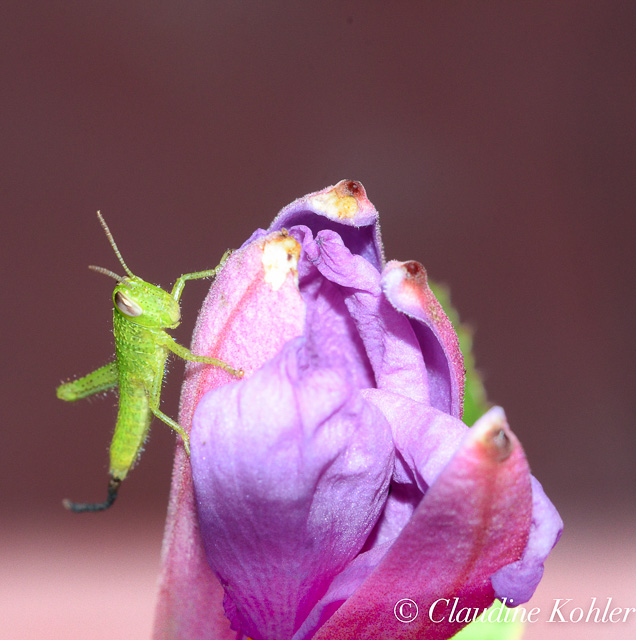 2 day closeup & macro photography workshop Singapore.