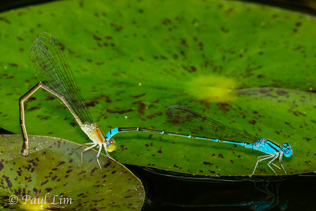 2 day closeup & macro photography workshop Singapore.