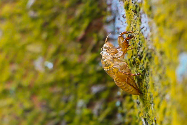Macro workshop Singapore-1944. 2 day closeup & macro photography workshop Singapore.