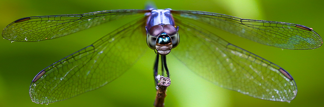 2 day closeup & macro photography workshop Singapore.