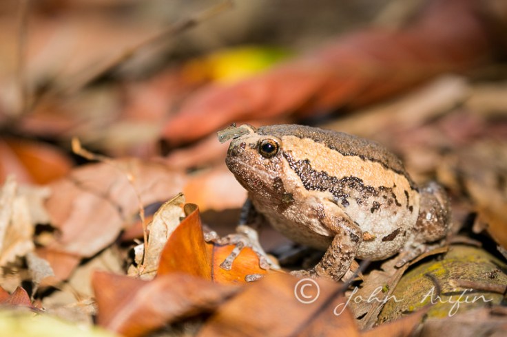 2 day closeup & macro photography workshop Singapore.