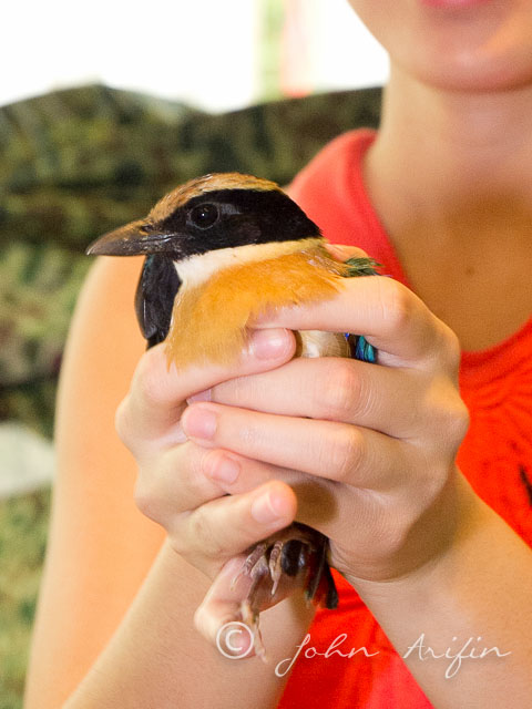 Blue-winged Pitta Singapore