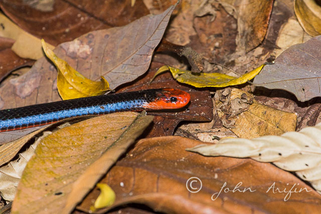 Blue Coral Snake or Malayan Coral snake (Calliophis bivirgatusta) Singapore near Terentang Trail (near HSBC TreeTop Walk, Singapore Island Club, MacRitchie Reservoir)