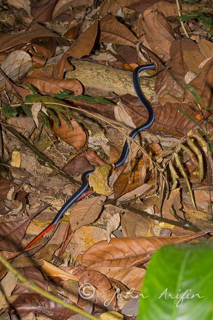 Malayan Coral Snake-4
