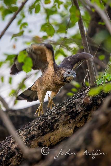 Bird, Oriental Honey Buzzard in Orchard Road Singapore 