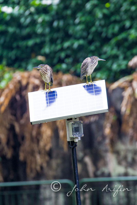Spotted two Striated Herons on solar panel at Orchard Road 