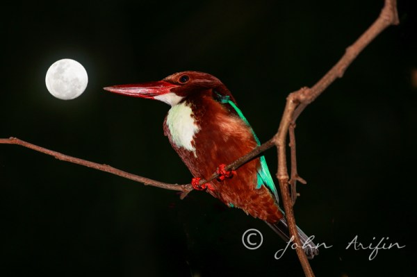 Kingfisher and the moon