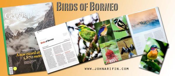 Asian Geographic Birds of Borneo
