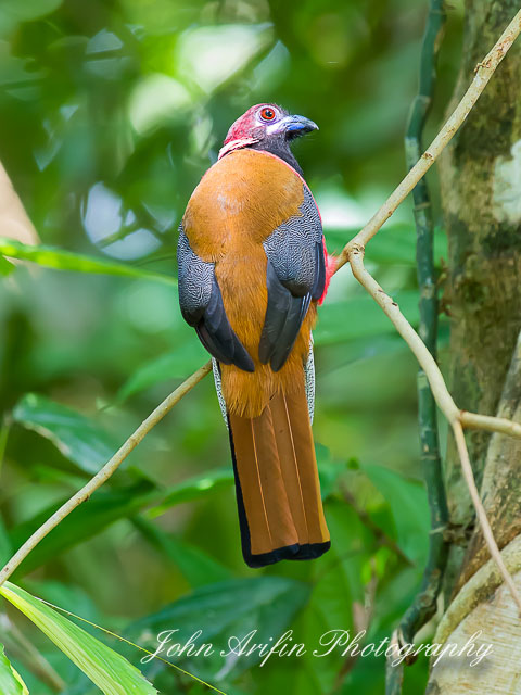 Birds of Borneo- Diard Trogon