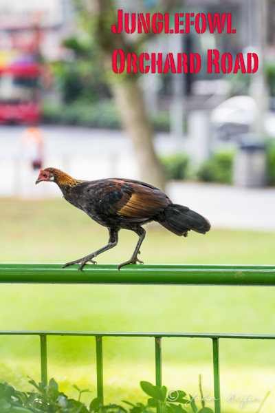 Red Junglefowl near Orcrhard Road Singapore