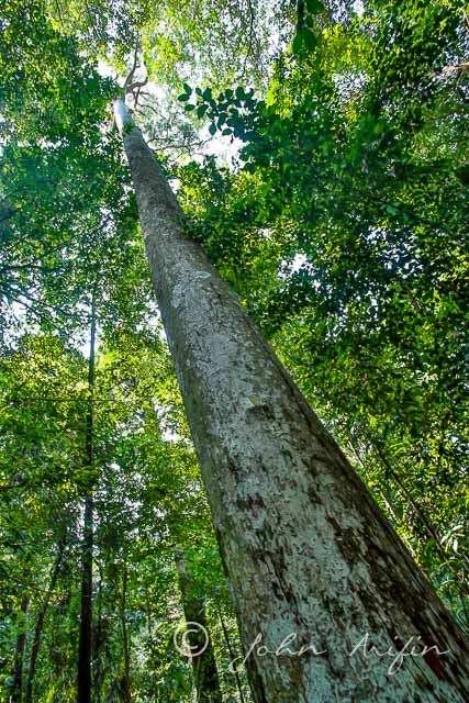 Dipterocarp at Bukit Timah Nature Reserve Singapore Rainforest-20