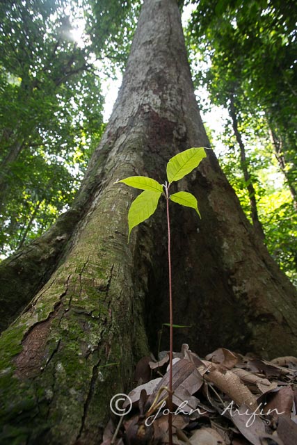 Dipterocarp at Bukit Timah Nature Reserve Singapore Rainforest-23