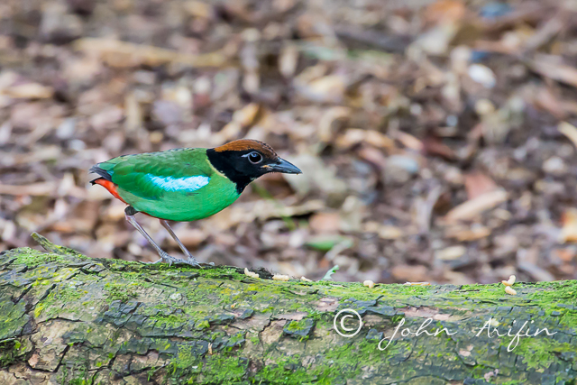 Hooded Pitta Singapore-1