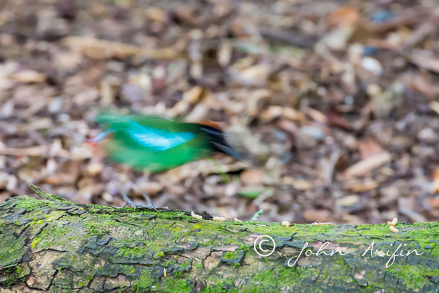 Hooded Pitta Singapore-2